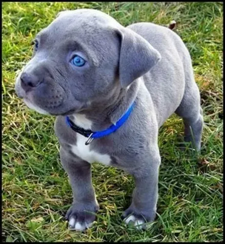 Filhote de Pitbull