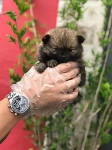 Spitz alemão fêmea padrão anão com 55 dias vacinada e garantias em contratos