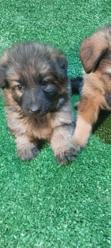 Linda fêmea de pastor 