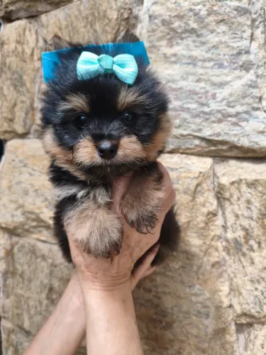 Yorkshire adorável procurando família - saiba mais pelo chat!