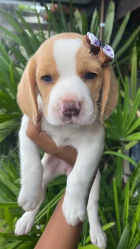 Lindos Filhotes de Beagle , Vacinados e Vermifugados!!