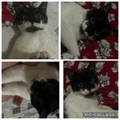 Gata de 7 meses castrada e vermifugada