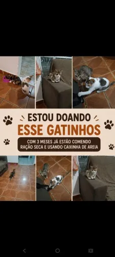Gatinhos pra adoção responsável 3 meses e já usam a caixinha de areia e comem ração