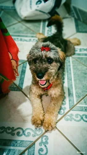 Poodle disponível, fêmea, 1ano.