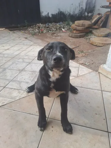 Doação de filhote pitbull mestiço