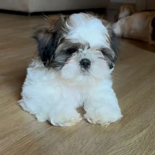 Shih Tzu lindo