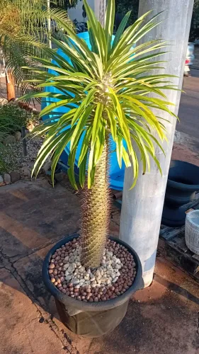 Jardineiro