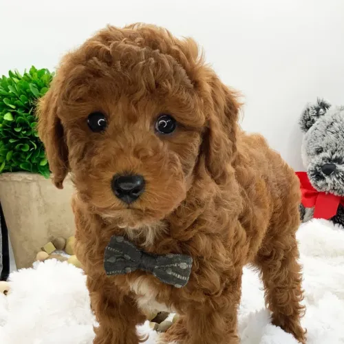 Poodle Toy Macho | Pelagem red