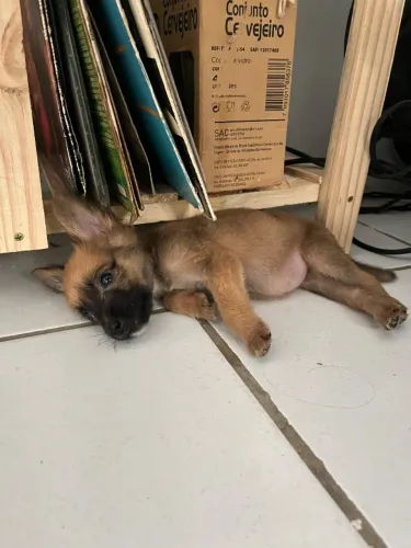 cachorrinha filhote