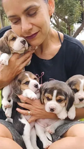 Belíssimos filhotes de Beagle