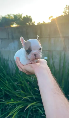 Bulldogue francês Mini 