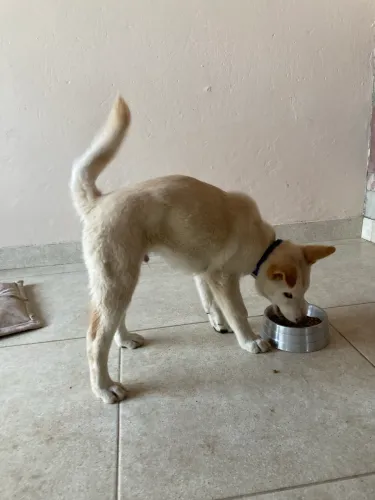 Cachorro Akita 3 meses