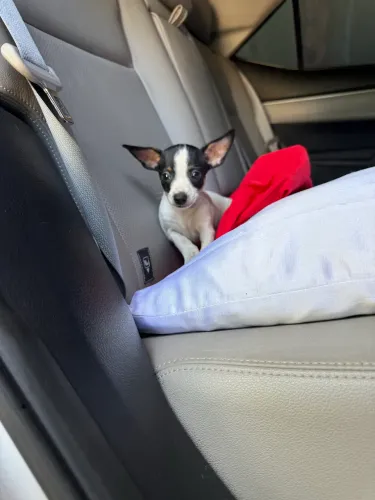 Pinscher fêmea e macho disponível passo cartão
