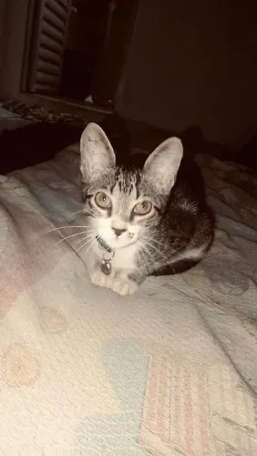 Gatinho