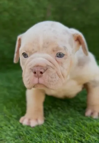 American bully macho
