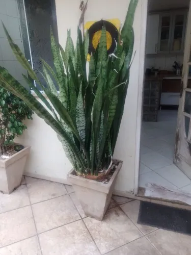 Vendo vazo com planta !!! Não consigo levar ao local !!! Buscar em dinheiro!!!