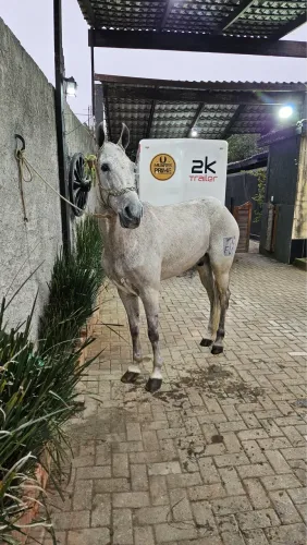 Cavalo MM picada