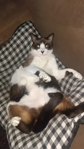 Doa se gato adulto castrado