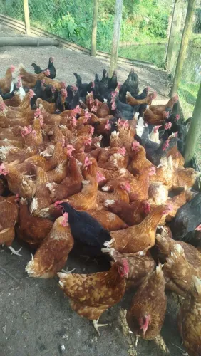 Galinhas