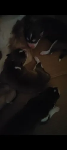 Filhote de Husky siberiano puro