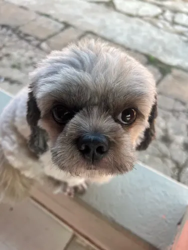 Cachorro macho shitszu