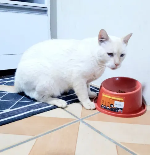 Lindo Gato Branco 