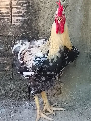 Casal de gsb novo