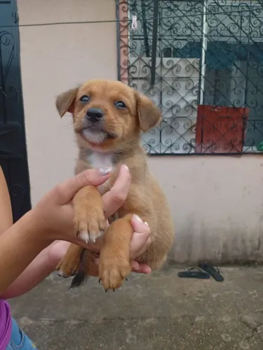 Doando cachorrinhos lindos