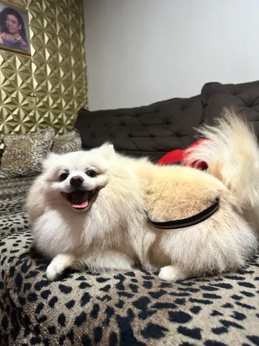Spitz alemão, Macho arrumar -se namorada