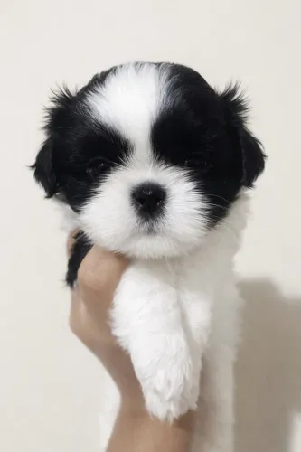 Fêmea Shitzu 
