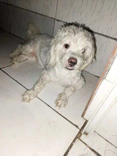 Vendo poodle fêmea!