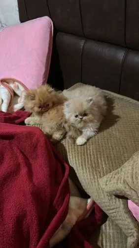 Gato persa 
