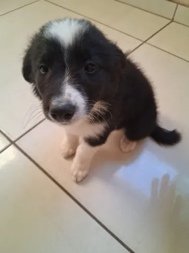 Border collie