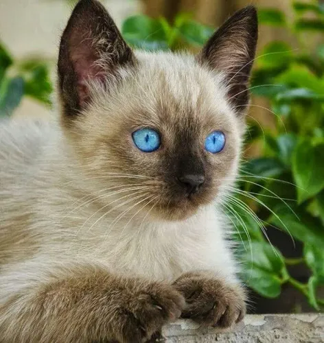 Siamês lindo Machinho 