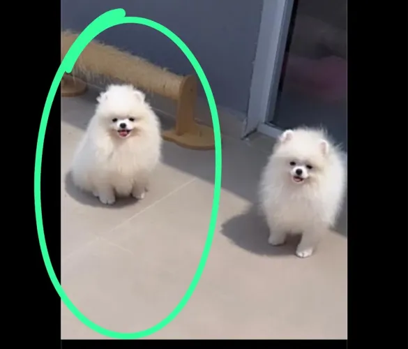 Lulu da pomerania linhagem russa 