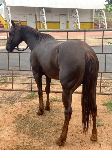 Cavalo 