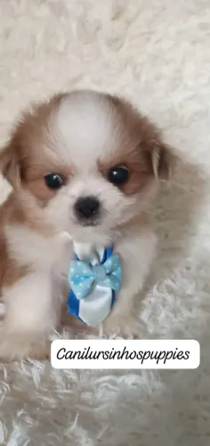 Lhasa apso confiança credibilidade única 