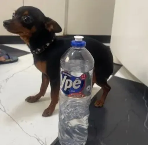 Pinscher 0 filhotes puros 