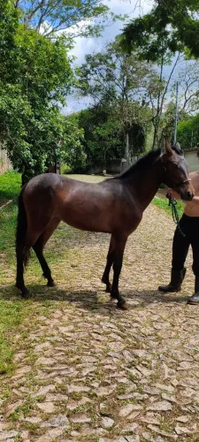 Potra Mangalarga Marchador