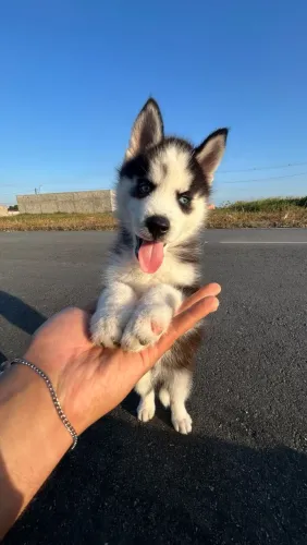 Husky Siberiano