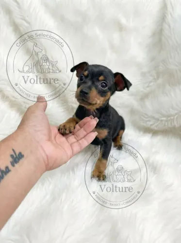 Pinscher menor tamanho filhotes vermifugados