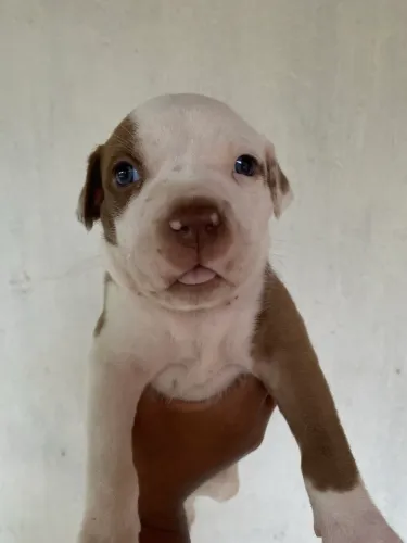 Filhotes de Pitbull 