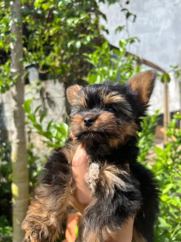 Yorkshire Terrier Filhote - Fêmea Disponível