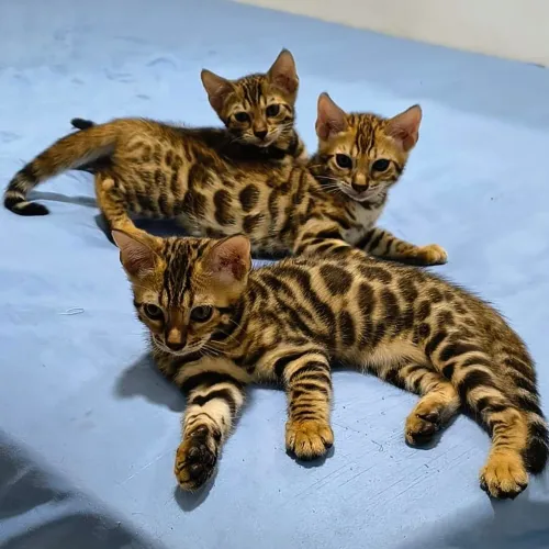 Gato Bengal - Filhotes