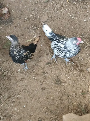 Garnisé, galinha, galo, garnisé, sebright