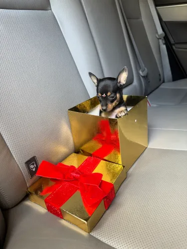 Pinscher número 1 passo cartão até 10x 