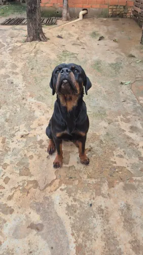 Rottweiler fêmea