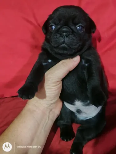 Pugs disponível para retirar dia 28