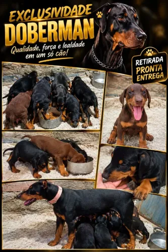 Filhotes Dobermann
