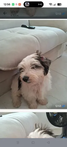 Venda de filhote de cachorra Lhasa Apso+Shichtz